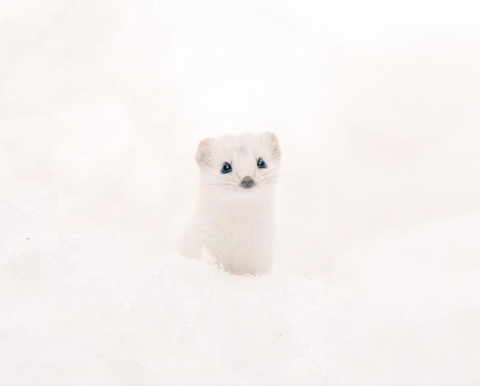 Hokkaido20